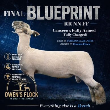 Final Blueprint sheep from Owen's Flock at Ghost Tree Ranch.