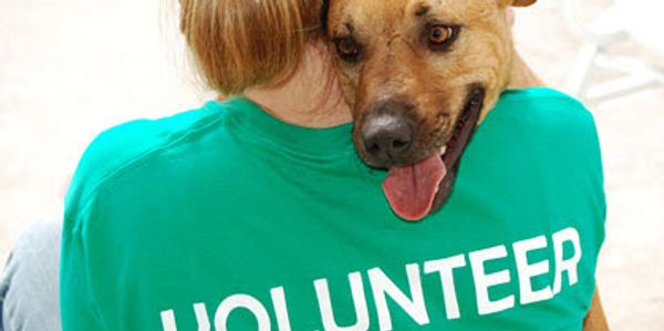 Volunteering in pet shelter