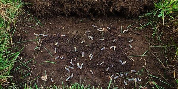 Grubs