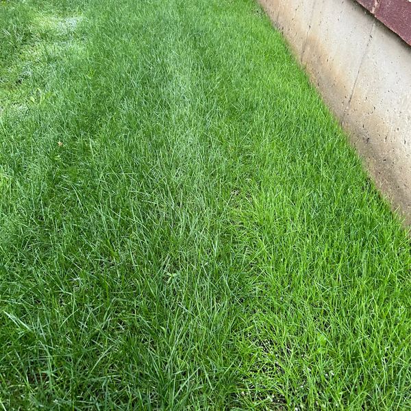 After image of Vieira’s Lawncare lawn revival package.