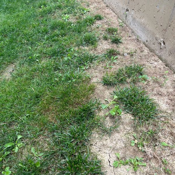 A before picture of Vieira’s Lawncare lawn revival process.
