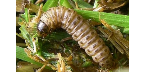 Grub