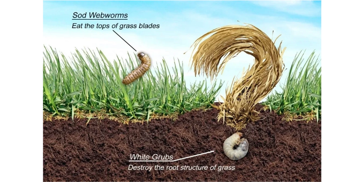 Grub control
