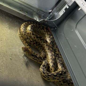 Large snake hiding in corner inside metal enclosure.