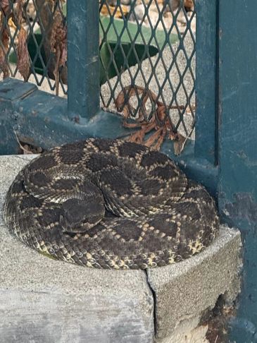 Coiled snake resting on a concrete ledge.