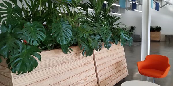Custom reclaimed wood planters with mix of Monstera and Kentia Palms.
