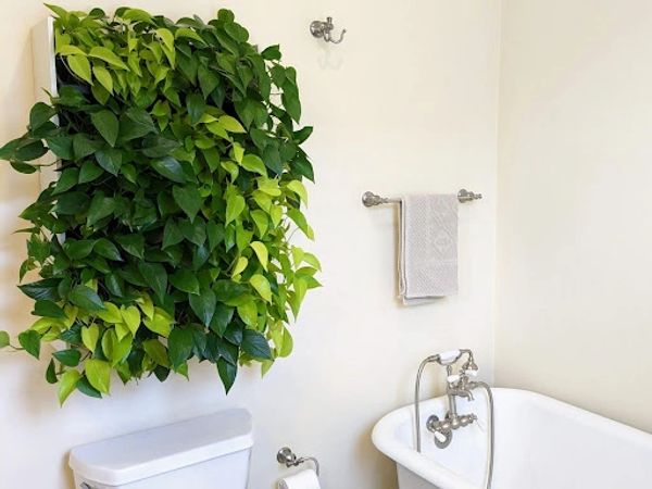 Custom living plant wall installed in stylish guest bath