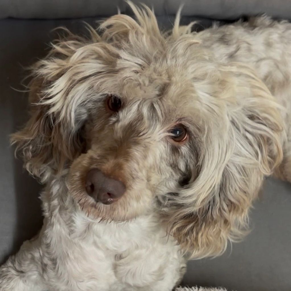 Cheshunt animal rescue