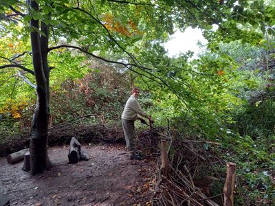 Person creating a dead hedge in the woodland