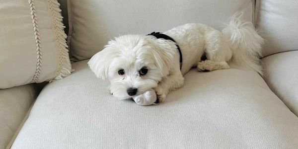 Small white dog lying on a beige couch with a toy in its mouth.