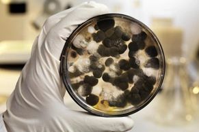 Mold Testing, ECO Mold Testing, Mold Removal, Testing for Mold, Indoor Air Quality, Inside Mold Test