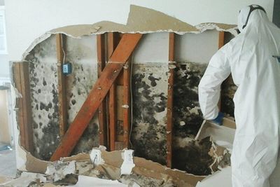 mold damage, mold removal, mold restoration, drywall tear out, precision mold, moldy walls