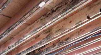 Mold on rafters,