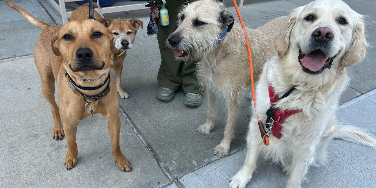 4 dog friends of uncle doo living in Astoria queens socialize on a break from a group walk with thei
