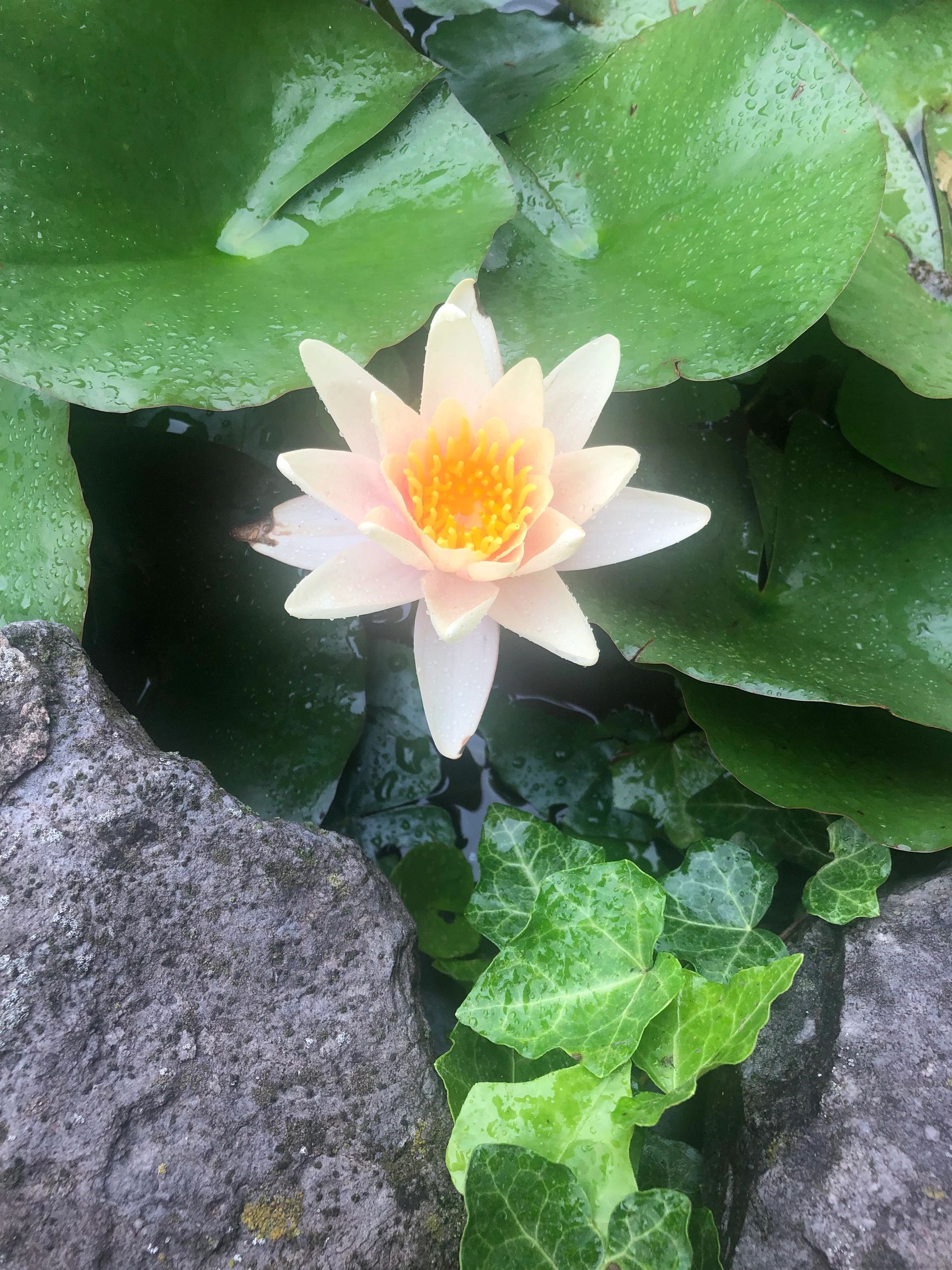 Photo from Dr. Candy's pond garden