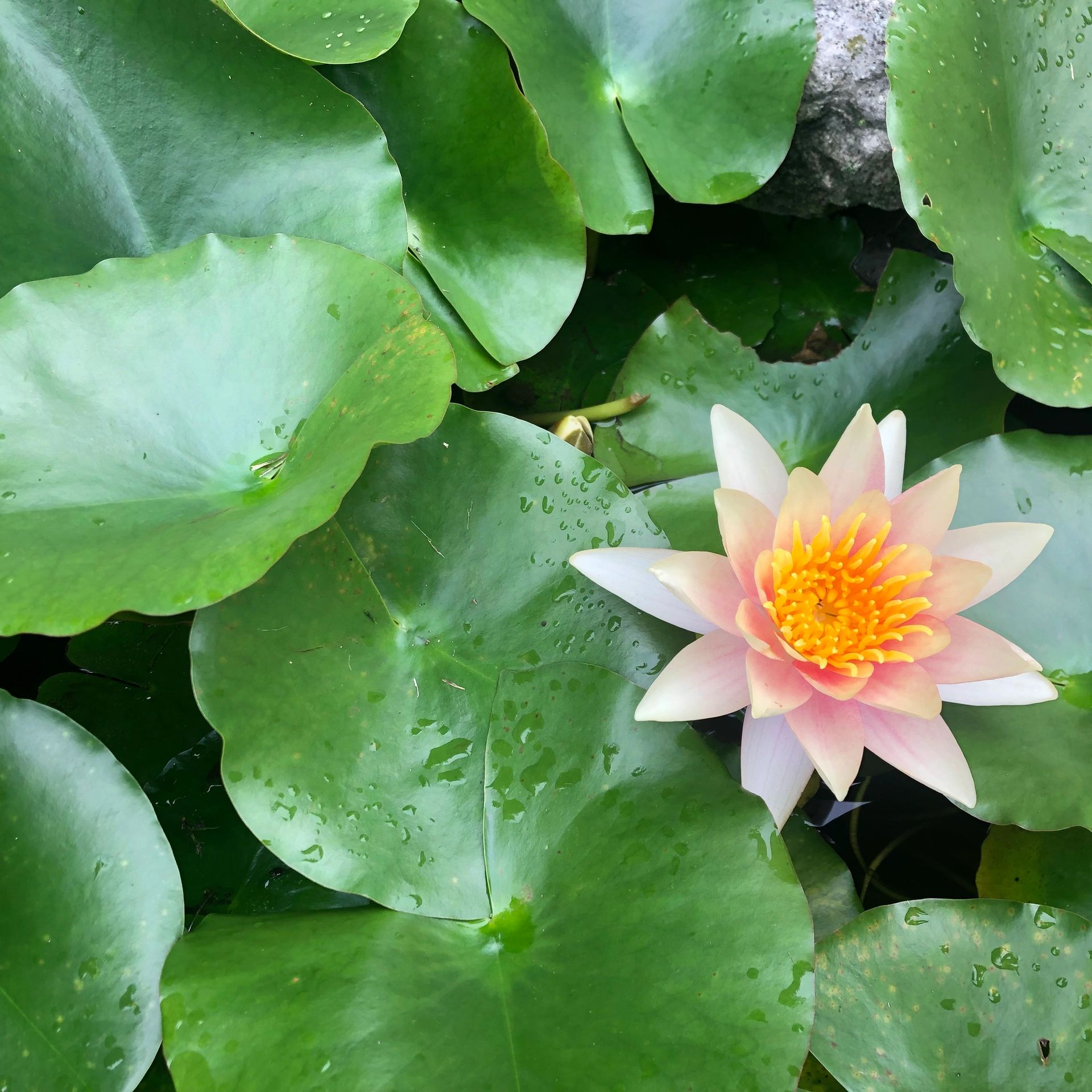 Photo from Dr. Candy's pond garden