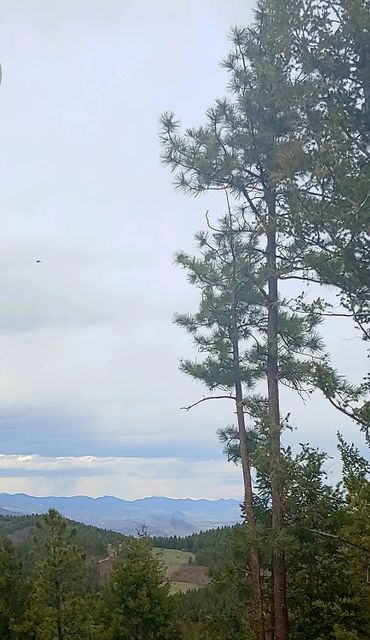 Tall pine trees overlooking distant mountains under a cloudy sky.
