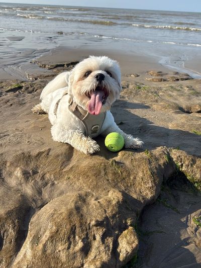 Dog sitting on the beach with a ball