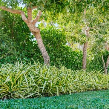 Big green hedge with yellow and green plants lining in front of it.