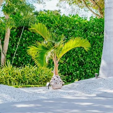 Bottle palm in shell landscape bed