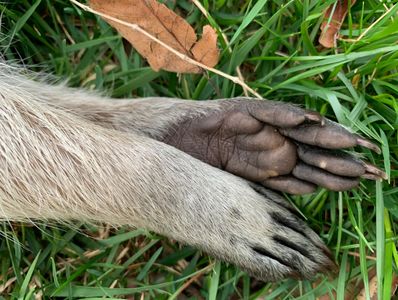 Dead animal removal service in Bay Area