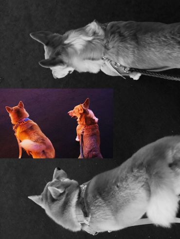 Fujifilm picture digital camera dogs