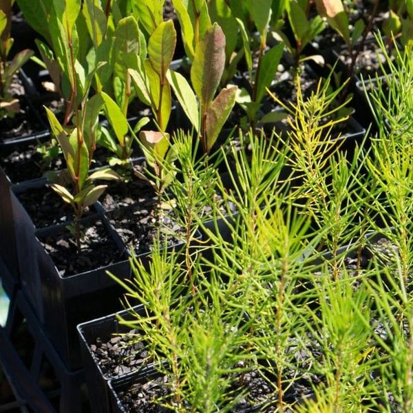 Young plants growing in small pots.