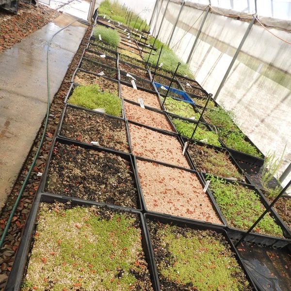 Seed trays with seedlings in a greenhouse.