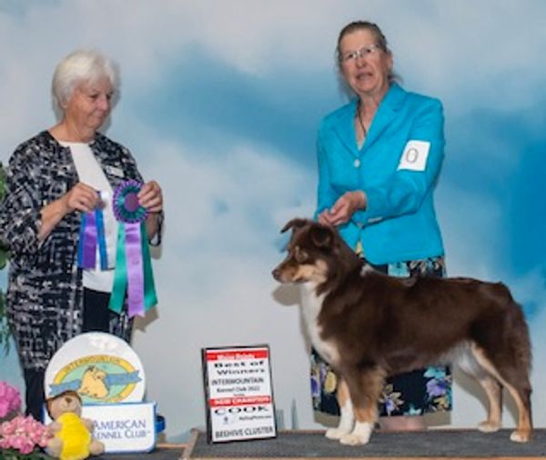 Red Tri Miniature American Shepherd in Conformation Show