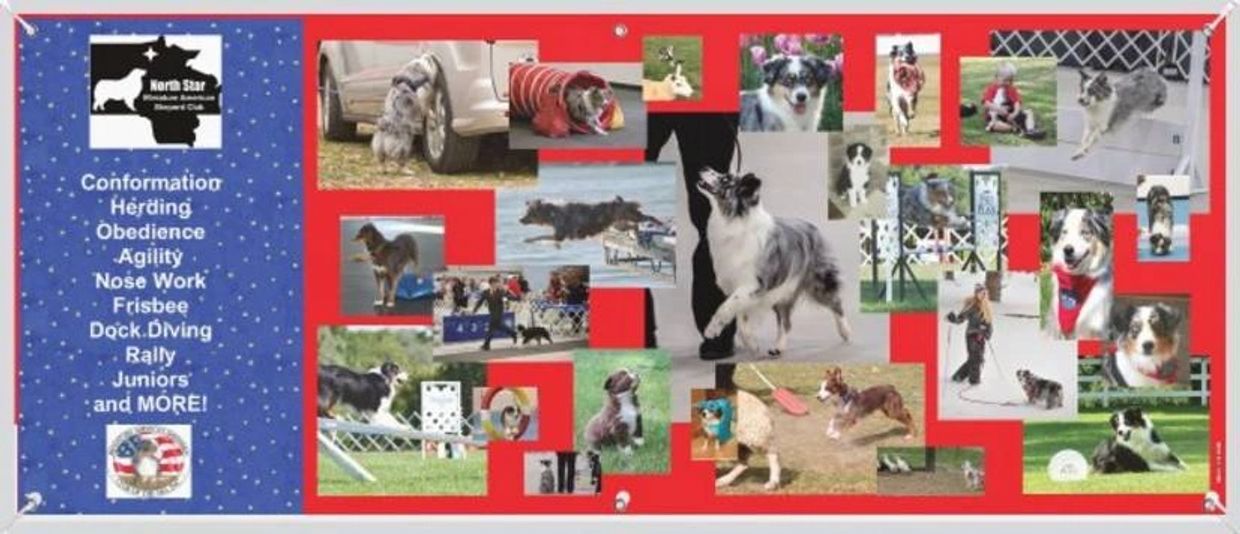 North Star Miniature American Shepherd Club