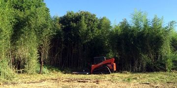 Heavy bamboo & brush cutting to clear a property South of Denton, Texas.