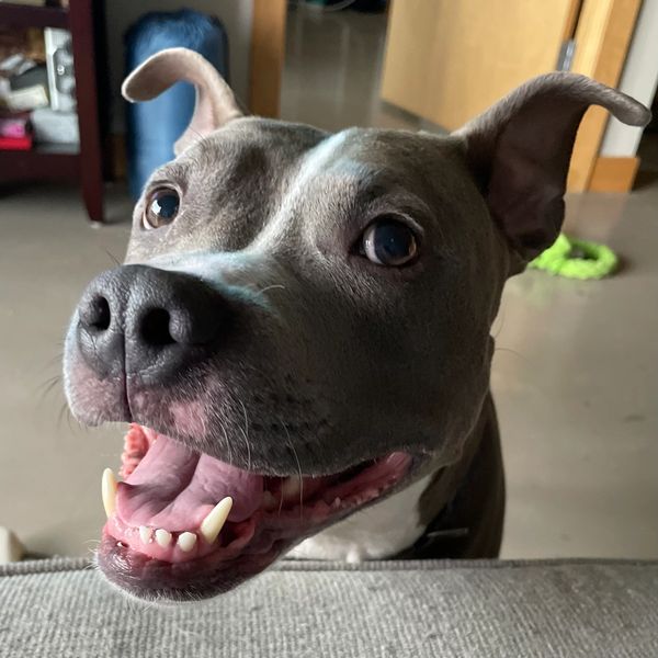 happy grey pit bull dog with big ears
