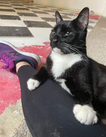 A cat stretched out on photographer's leg in the middle of a works site.