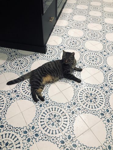 Cat laying down on a blue tile floor.