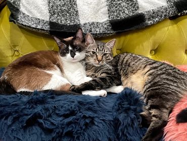 Two cats cuddling on a green couch
