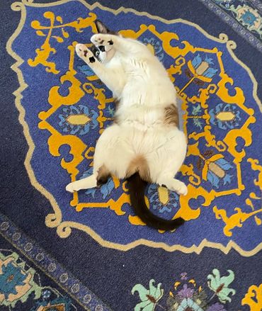 A cat rolling on their back on an Aladdin rug.