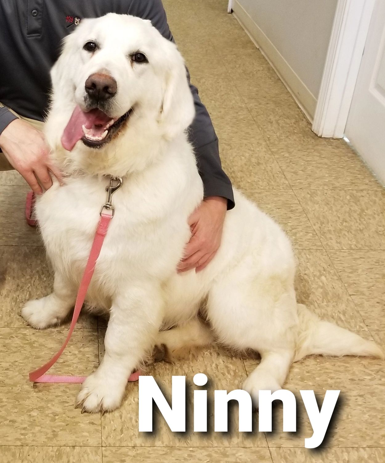 Ninny is our beautiful English Golden Retriever.