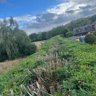 Conifer hedge trimming , gardener , gardening