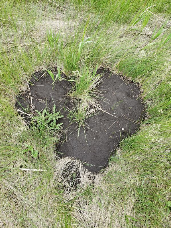 Heart shaped dirt surrounded by grass