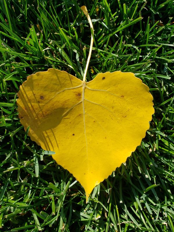 Heart shaped leaf