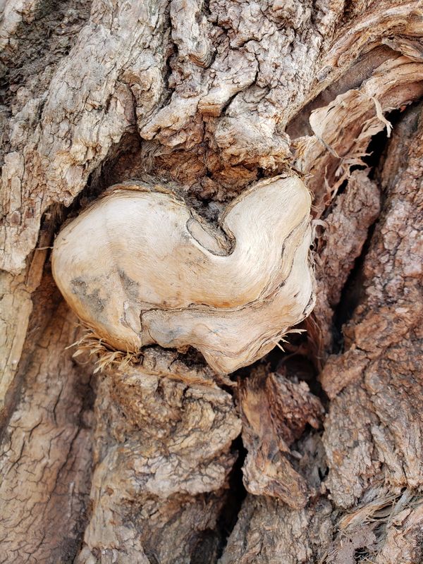 Heart shape in tree trunk