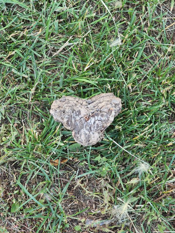 Heart shape in grass