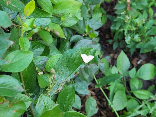 Heart shaped butterfly sitting on leaves