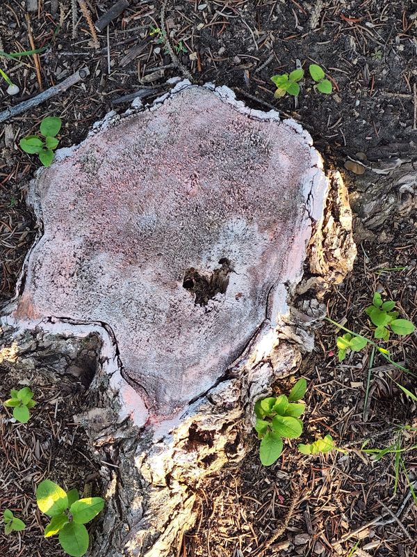 Heart shape in tree stump