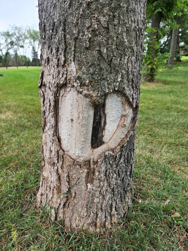 Heart shape in tree trunk