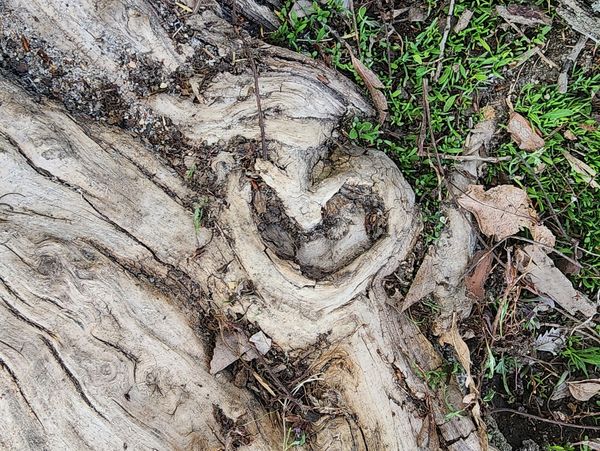 Heart shape in tree trunk.