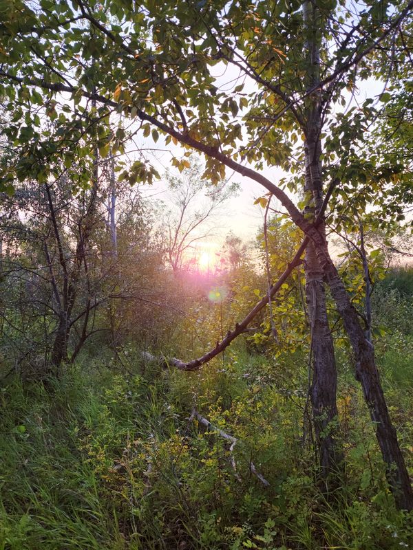 Nature photograph with heart shape.