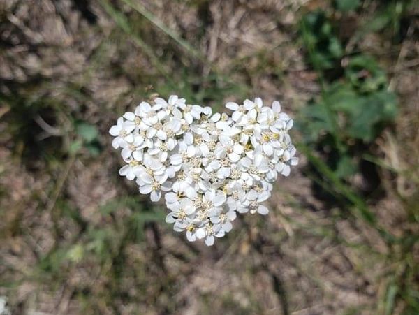 Heart shaped flower.