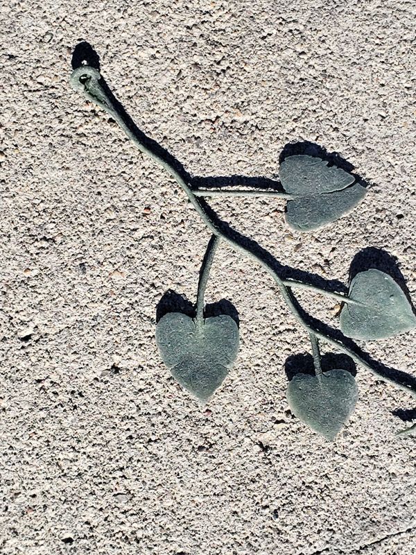 Heart shaped leaves