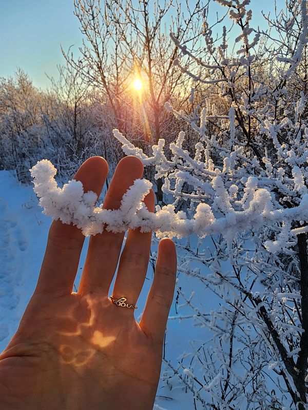 Touching frosty trees with butterfly reflections on hand.